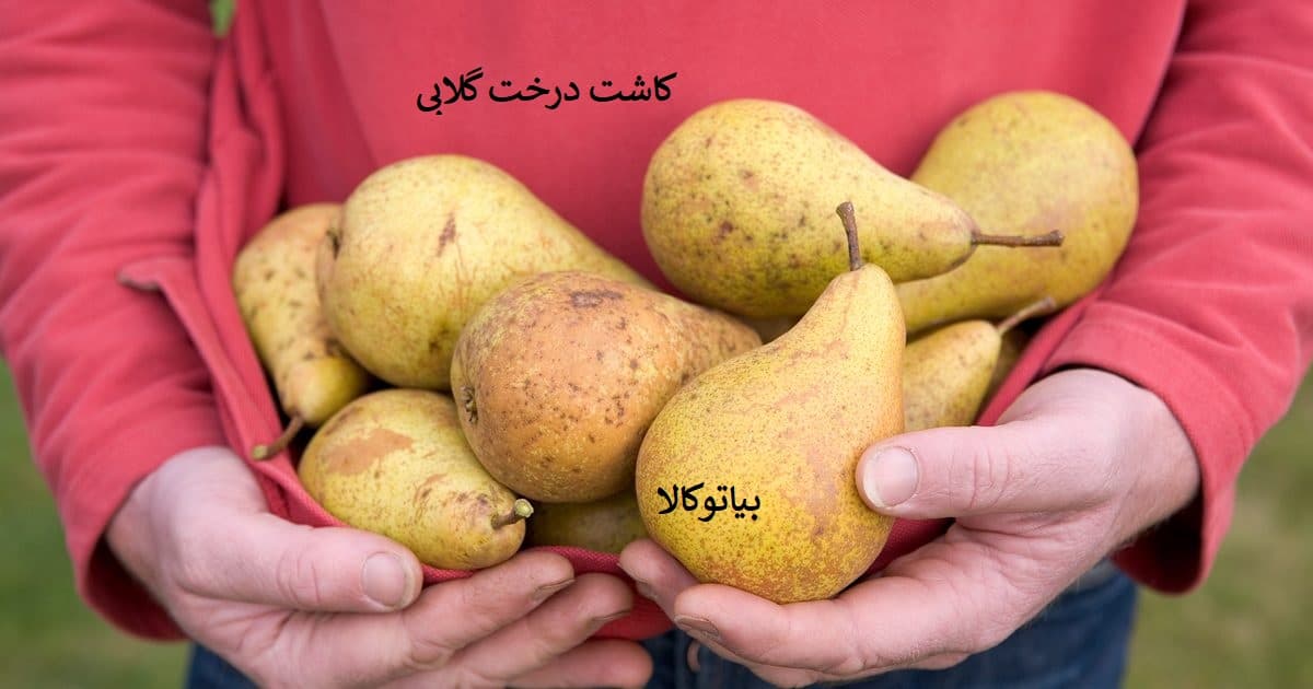کاشت گلابی با باردهی زیاد در میانه